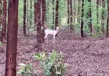 Raro em florestas, veado albino encontrou sombra extra entre eucaliptos