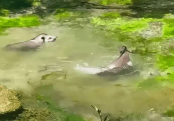 Em dia de calorão, antas são flagradas mergulhando no Rio Sucuri