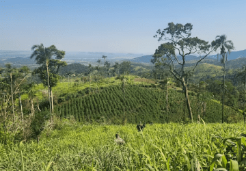 Base do tráfico é fechada com 21 toneladas de maconha e 7 hectares plantados