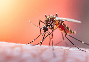 Dengue em crianças: sintomas, sinais de alerta e tratamento