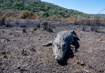 STF dá prazo de 30 dias para MS apresentar plano contra queimadas no Pantanal