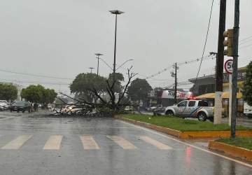 Chuva chega forte, derruba árvore e interdita avenida em Dourados