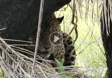 Guia turístico registra onças acasalando em safari no Pantanal