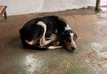 Morador é preso em flagrante ao abandonar cachorro doente na chuva