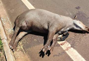 Dois acidentes com antas acabam com morte de animal e via obstruída