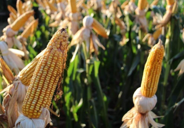 Mato Grosso do Sul atinge 44,5% da área plantada com milho safrinha