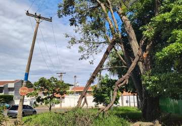 Morador reclama de galhos não podados que entortaram poste na Rua Jeriba