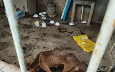Sem água e comida, seis cães são resgatados de maus-tratos