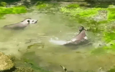 Com sensação de 40º, até antas curtem um mergulho no Rio Sucuri