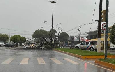 Chuva chega forte, derruba árvore e interdita avenida em Dourados