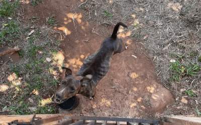 Abandonados há mais de 15 dias, cães ficam só pele e osso