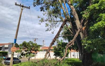 Morador reclama de galhos não podados que entortaram poste na Rua Jeriba