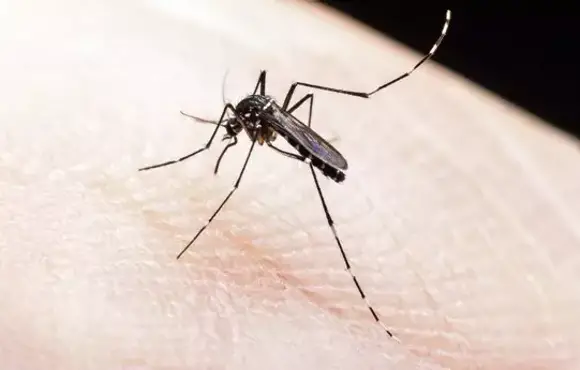 Criança de sete anos é a sexta vítima de dengue em MS
