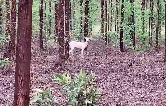 Raro em florestas, veado albino encontrou sombra extra entre eucaliptos