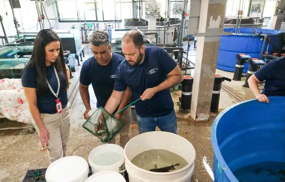 Peixes doados pelo Aquário de Bonito são transferidos aos tanques do Bioparque