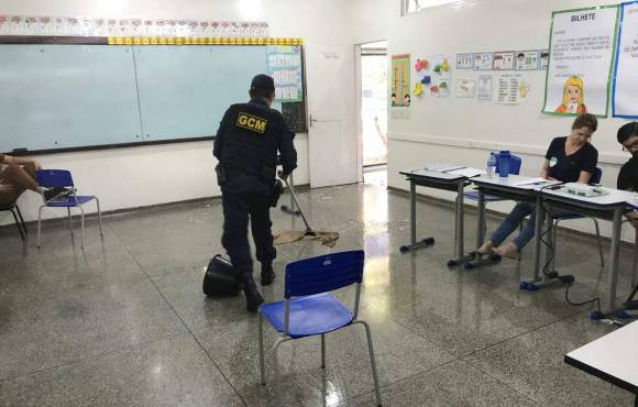 Formigas saúvas invadem local de votação em escola municipal