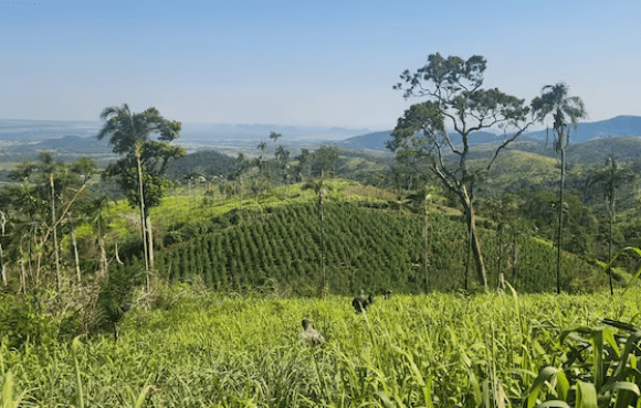 Base do tráfico é fechada com 21 toneladas de maconha e 7 hectares plantados