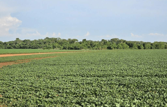 MS deve colher 27,4 milhões de toneladas de grãos na próxima safra