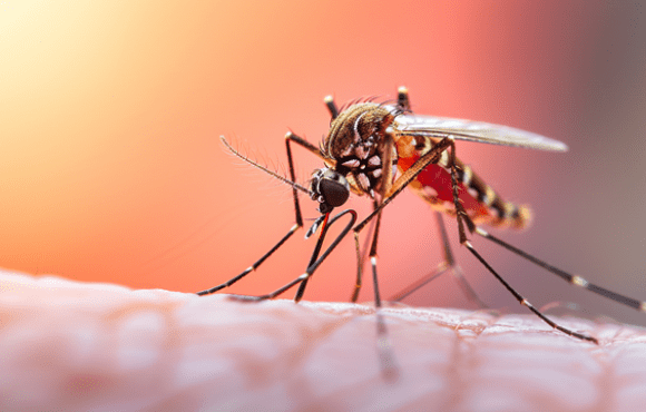 Dengue em crianças: sintomas, sinais de alerta e tratamento