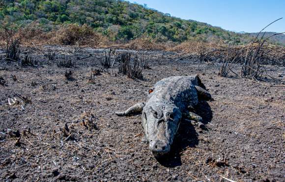 STF dá prazo de 30 dias para MS apresentar plano contra queimadas no Pantanal