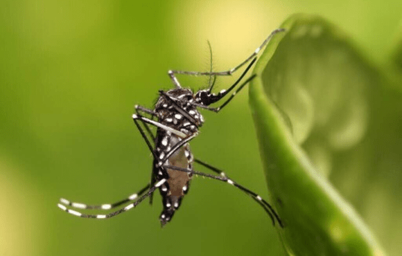 Em três semanas, MS registra 204 casos confirmados de dengue