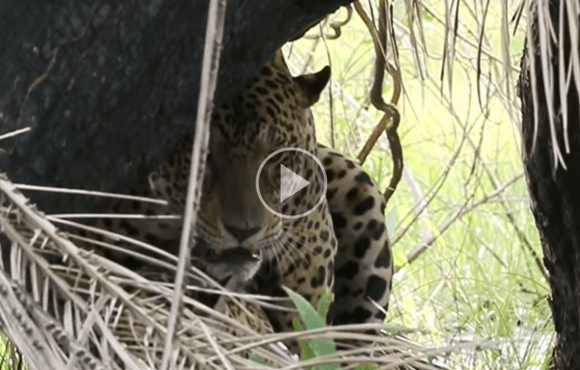 Guia turístico registra onças acasalando em safari no Pantanal