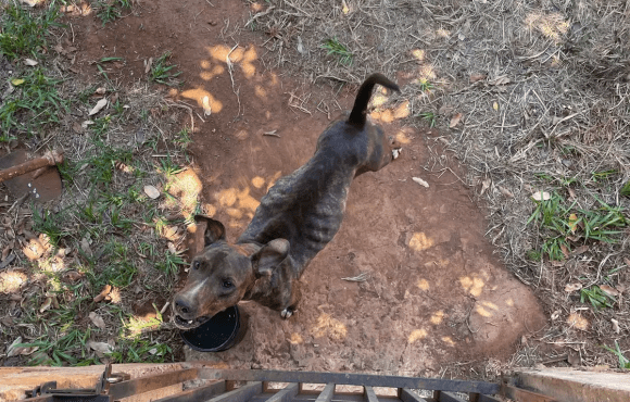 Abandonados há mais de 15 dias, cães ficam só pele e osso