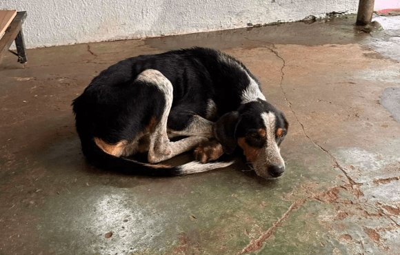 Morador é preso em flagrante ao abandonar cachorro doente na chuva