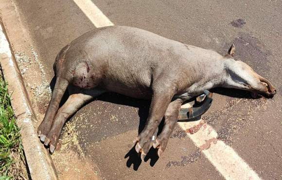 Dois acidentes com antas acabam com morte de animal e via obstruída