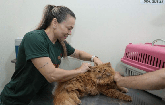 Plantão com 200 vagas vai castrar cães e gatos do Jardim Noroeste