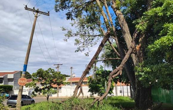 Morador reclama de galhos não podados que entortaram poste na Rua Jeriba